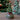 Spieluhr - Weihnachtsbaum