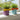 Blumentopf mit Schleife - AU Maison