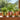 Blumentopf mit Streifen, mehrere Farben - AU Maison