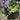 Japanischer Blumentopf Wandtopf - Mehrere Farben
