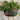 Japanischer Blumentopf Oval - Mehrere Farben