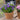 Japanischer Blumentopf, groß, rund – mehrere Größen und Farben